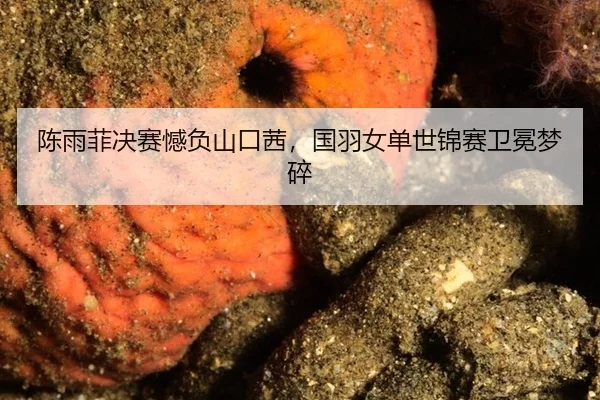 陈雨菲决赛憾负山口茜，国羽女单世锦赛卫冕梦碎